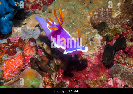 Nudibranche - Hypselodoris bullocki / Chromodoris bullocki. L'île de Malapascua, Cebu, Philippines. Banque D'Images