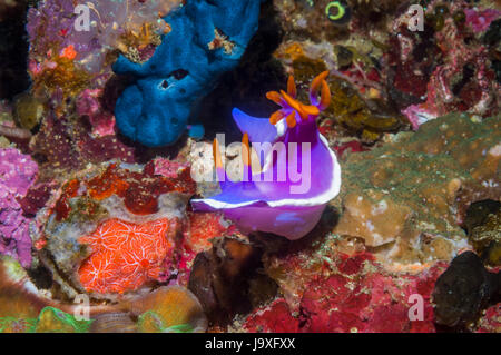 Nudibranche - Hypselodoris bullocki / Chromodoris bullocki. L'île de Malapascua, Cebu, Philippines. Banque D'Images