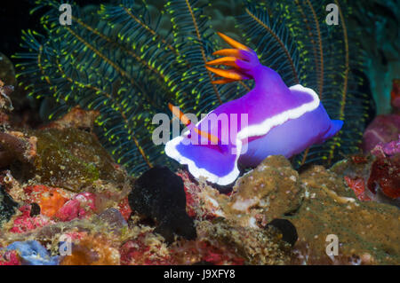 Nudibranche - Hypselodoris bullocki / Chromodoris bullocki. L'île de Malapascua, Cebu, Philippines. Banque D'Images