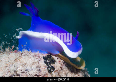 Hypselodoris bullockii nudibranche - CF-1. Mabul, la Malaisie. Banque D'Images