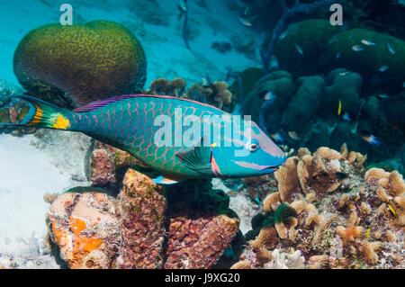 Perroquet Sparisoma viride (feu) phase terminale. Bonaire, Antilles néerlandaises, Amérique, Océan Atlantique. Banque D'Images