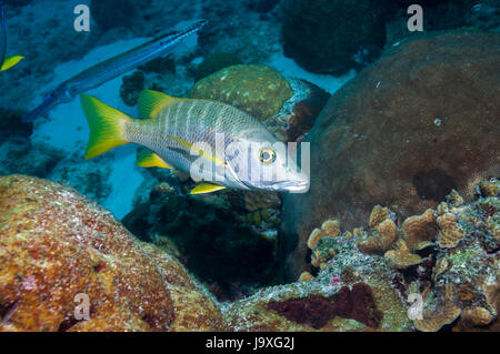 Maître (Lutjanus apodus). Bonaire, Antilles néerlandaises, Amérique, Océan Atlantique. Banque D'Images