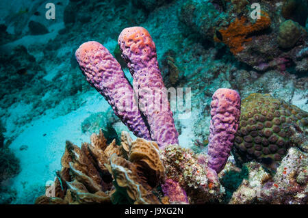 Cuisinière-éponge Aplysina archeri (tuyau). Bonaire, Antilles néerlandaises, Amérique, Océan Atlantique. Banque D'Images