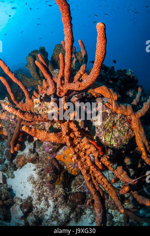 Tube brun (éponge Agelas conifera). Bonaire, Antilles néerlandaises, Amérique, Océan Atlantique. Banque D'Images