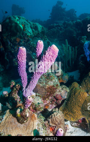 Cuisinière-éponge Aplysina archeri (tuyau). Bonaire, Antilles néerlandaises, Amérique, Océan Atlantique. Banque D'Images