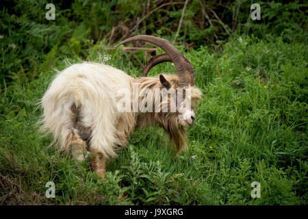 Welsh Mountain Goat on région côtière du nord du Pays de Galles, Snowdonia. Banque D'Images