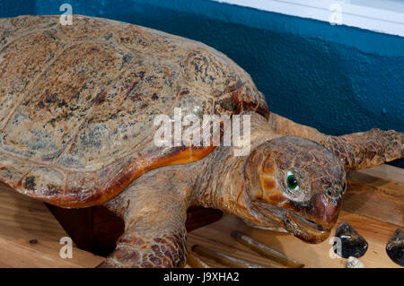 Musée de la mer - tortue caouanne, San Cibrao-Cervo, Lugo province, région de la Galice, Espagne, Europe Banque D'Images