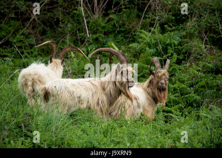 Troupeau de chèvres sauvages de la région de Snowdonia dans le Nord du Pays de Galles, Royaume-Uni Banque D'Images