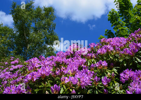 Rhododendron Banque D'Images