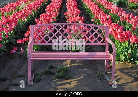 Jolie rose banc en face de rangées de tulipes Banque D'Images