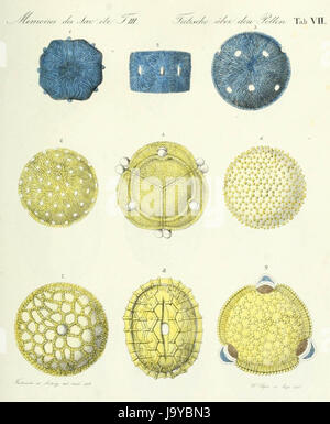 Le pollen de près (1837) Banque D'Images