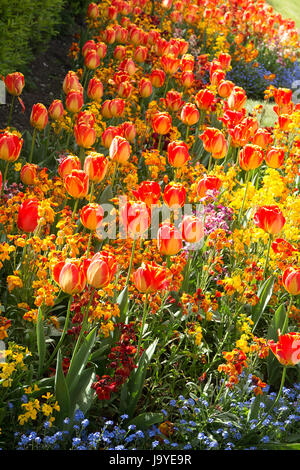 Tulipes au parterre à Guildford Castle Banque D'Images