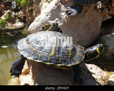 Tortue jaune noir Banque D'Images