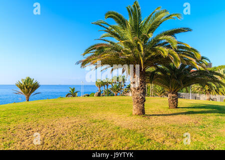 Palmiers au Costa Adeje town park, Tenerife, Canaries, Espagne Banque D'Images