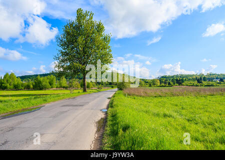 La croissance de l'arbre vert sur le côté d'un chemin rural près de Krakow city par beau jour de printemps, Pologne Banque D'Images