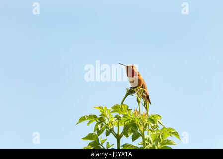 Un mâle Allen's hummingbird perché au sommet d'hamelia patens firebush bush, light blue sky background. Banque D'Images