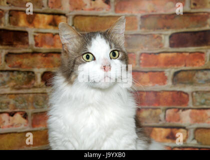 Portrait de blanc et d'ocre brun moyen chat tigré à la droite pour les téléspectateurs. Rusty red brick wall background. Banque D'Images