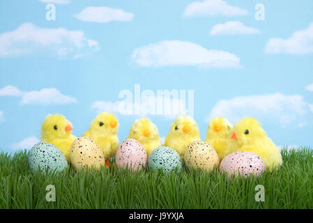 Les poussins floue dans l'herbe derrière les œufs tachetés. Fond bleu ciel avec des nuages. Banque D'Images