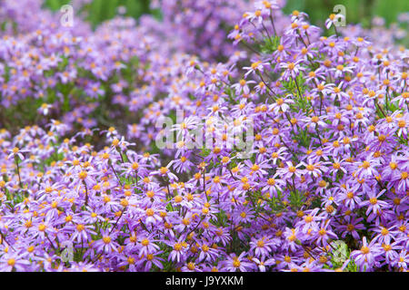 Felicia amelloides bleu (Marguerite). Marguerite pourpre fleurs marguerite fleurs de façon percutante. Résistantes à la sécheresse, la moitié d'un copieux petit-déjeuner populaire annuel croître dans des pots Banque D'Images