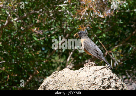 Le merle perché sur un rocher avec plusieurs grillons dans son bec. Le merle d'Amérique (Turdus migratorius) est un passereau migrateur Banque D'Images