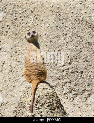 Meerkat ou suricate (Suricata suricatta), assis sur un rocher à l'écart du corps se retourna vers tête viewer viewer, rochers en arrière-plan. Un Banque D'Images