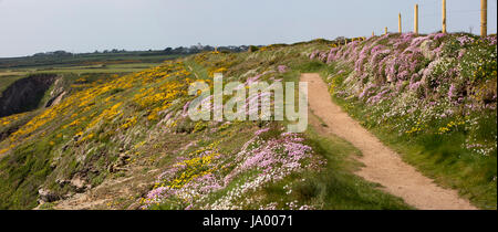 Royaume-uni, Pays de Galles, Pembrokeshire, St Davids, fleurs sauvages autour de falaise au chemin neuf puits, panorama Banque D'Images