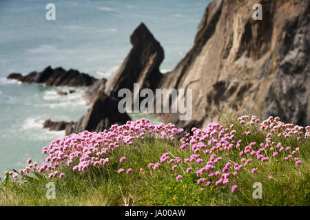 Royaume-uni, Pays de Galles, Pembrokeshire, St Davids, Rose Thrift Armeria maritima, croissant sur les bord de la falaise Banque D'Images