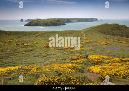 Royaume-uni, Pays de Galles, Pembrokeshire, Martin's Haven, Midland et l'île de Skomer Isle Banque D'Images