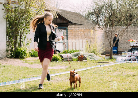 Gomel, Bélarus - Avril 29, 2017 : Funny Dog rouge brun pinscher nain Pincher Min Borne Zwergpinscher exécutant près de femme à la saison estivale. Banque D'Images