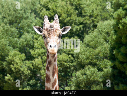 Portrait d'une girafe de regarder directement les téléspectateurs. Grands arbres à feuilles vertes à l'arrière-plan. Banque D'Images