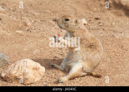 Prairie Dog sitting dans la saleté de manger. Les chiens de prairie (genre Cynomys) sont herbivores rongeurs fouisseurs indigènes de la prairie d'Amérique du Nord Banque D'Images