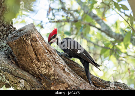 Un homme adulte le sud du grand pic chasse les insectes sur un live Oak tree à Mount Pleasant, Caroline du Sud. La corneille d'oiseaux de taille moyenne est le deuxième plus grand pic en Amérique du Nord. Banque D'Images