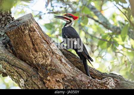 Un homme adulte le sud du grand pic chasse les insectes sur un live Oak tree à Mount Pleasant, Caroline du Sud. La corneille d'oiseaux de taille moyenne est le deuxième plus grand pic en Amérique du Nord. Banque D'Images