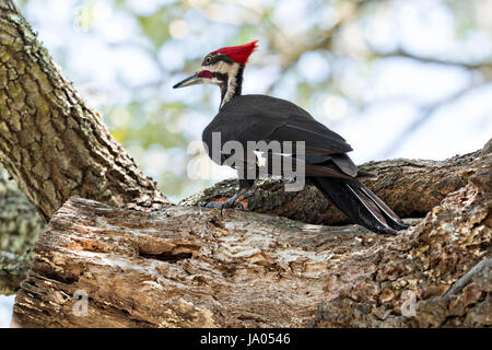 Un homme adulte le sud du grand pic chasse les insectes sur un live Oak tree à Mount Pleasant, Caroline du Sud. La corneille d'oiseaux de taille moyenne est le deuxième plus grand pic en Amérique du Nord. Banque D'Images