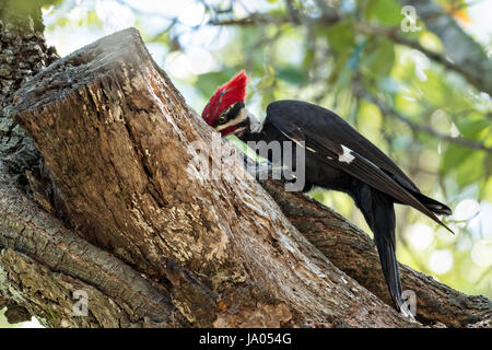 Un homme adulte le sud du grand pic chasse les insectes sur un live Oak tree à Mount Pleasant, Caroline du Sud. La corneille d'oiseaux de taille moyenne est le deuxième plus grand pic en Amérique du Nord. Banque D'Images