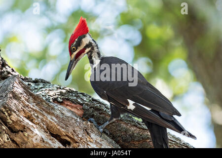 Un homme adulte le sud du grand pic chasse les insectes sur un live Oak tree à Mount Pleasant, Caroline du Sud. La corneille d'oiseaux de taille moyenne est le deuxième plus grand pic en Amérique du Nord. Banque D'Images