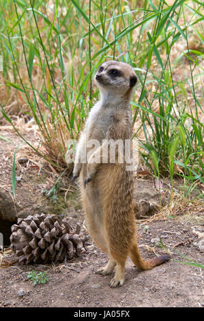 Un meerkat debout sur ses pattes à la recherche de prédateurs, d'herbe haute à l'arrière-plan d'un grand cône de pin par c'est pieds. Les suricates sont un petit carnivore Banque D'Images