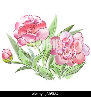Vector illustration pré fleurs de pivoines isolé sur fond blanc Illustration de Vecteur