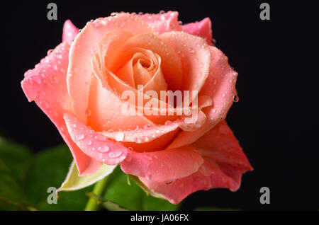 Orange, rose rose macro avec des gouttes d'eau de rosée Banque D'Images