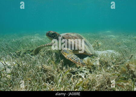 Sous l'eau tortue verte, Chelonia mydas, sur l'herbe, des fonds marins de l'océan Pacifique sud, lagune de Grand-Terre Island en Nouvelle Calédonie, Océanie Banque D'Images