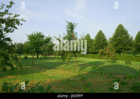 Autrefois, les pommes, pomme, cerise, poire, ampoule, colonie, pommier, fruits, que, Banque D'Images