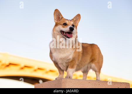 Pembroke Welsh Corgi debout à l'extérieur Banque D'Images