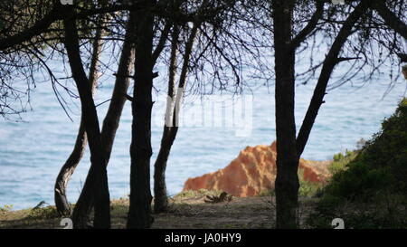 Vues de Joao De Arens Plage en Algarve Praia de João deArens Banque D'Images