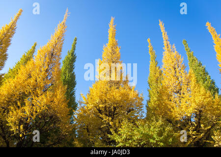 Feuilles sur arbre est le changement de couleur du vert au jaune avec fond de ciel bleu en automne à Meiji Jingu Gaien qui a beau Ginkgo Tokyo Japon. Con Banque D'Images