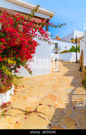 Rue avec fleurs de bougainvilliers et blanc maisons typiques de Puig de Missa de Santa Eularia ville, l'île d'Ibiza, Espagne Banque D'Images