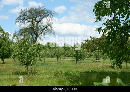 Autrefois, les pommes, pomme, cerise, poire, ampoule, colonie, pommier, fruits, que, Banque D'Images