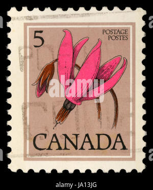 CANADA - circa 1977 : timbre imprimé au Canada montre fleurs : étoile filante, de la série 'fleurs' , vers 1977 Banque D'Images