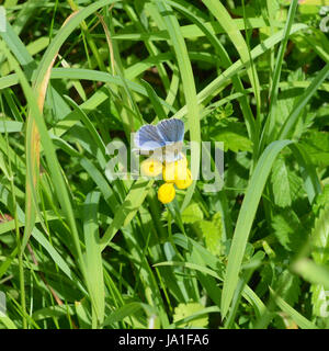 Manchester, UK. 04 Juin, 2017. Météo France : Le temps chaud fait ressortir les papillons sur Colley Hill, Surrey. Un Polyommatus icarus papillon bleu commun repose sur la vesce fleurs. Dimanche 4 juin 2017. Crédit photo : Lindsay : Le gendarme/Alamy Live News Banque D'Images