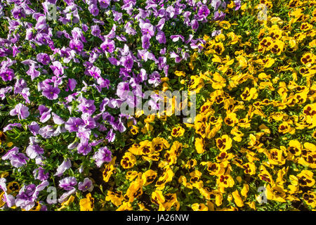 Parterre coloré fait de rose et de jaune pensées en soleil Banque D'Images