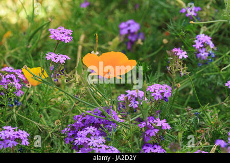 Pavot de Californie (Eschscholzia californica) dans un lit de phlox Phlox speciosa) Banque D'Images